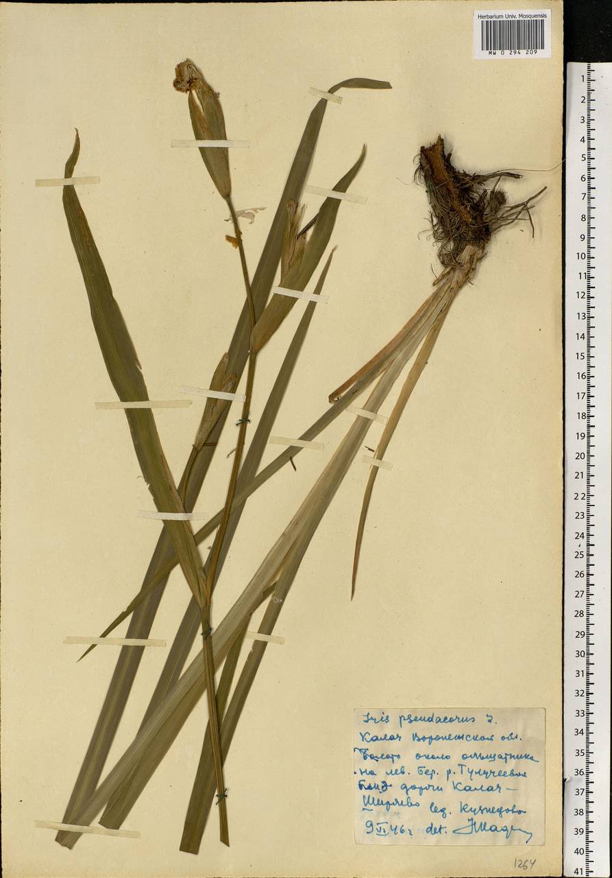 Iris pseudacorus L., Eastern Europe, Central forest-and-steppe region (E6) (Russia)