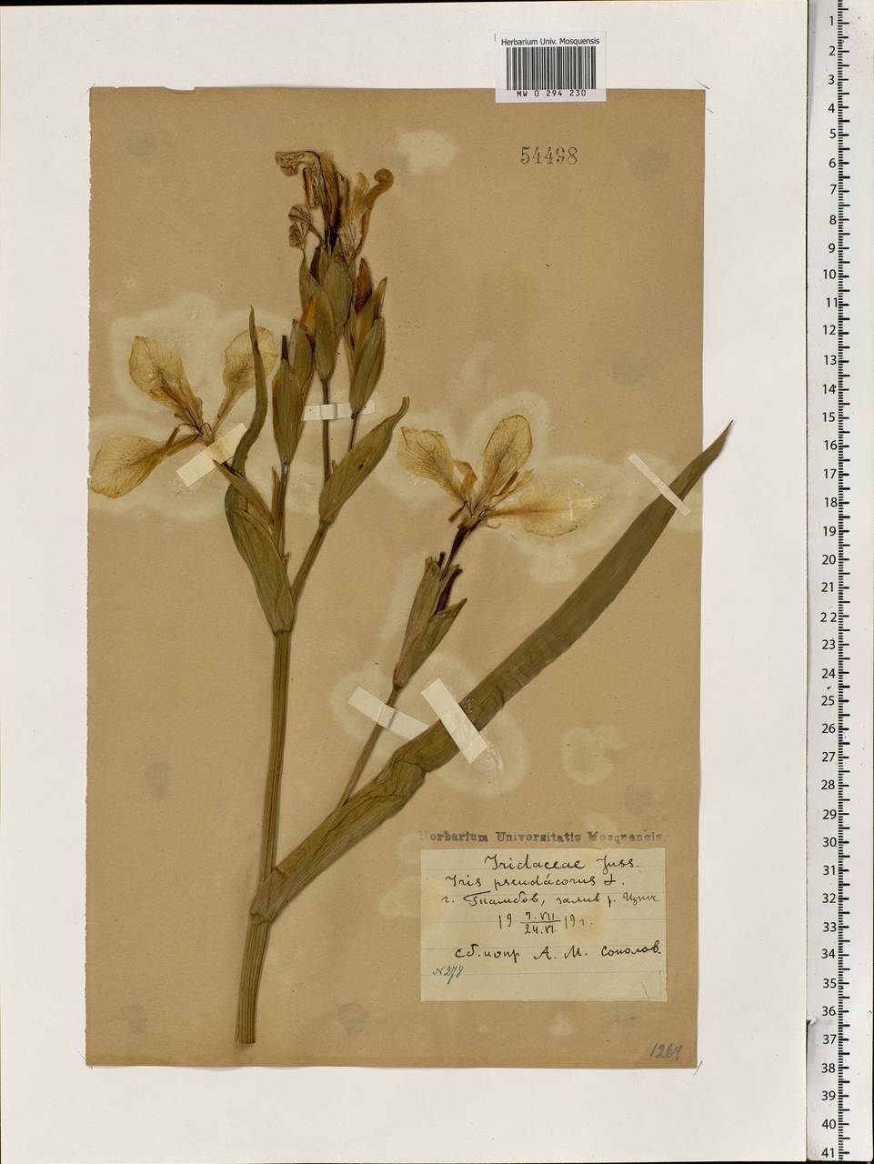 Iris pseudacorus L., Eastern Europe, Central forest-and-steppe region (E6) (Russia)