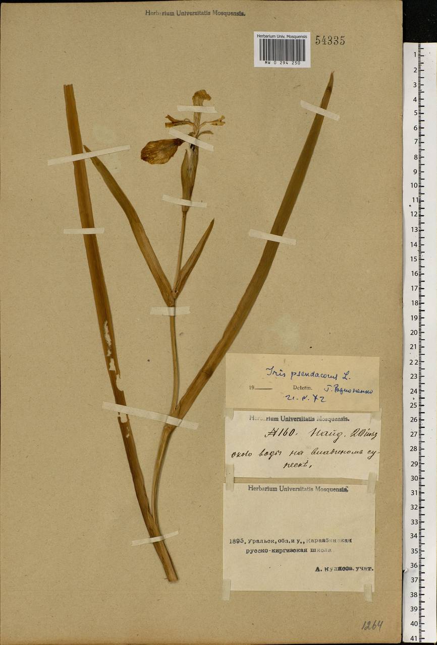 Iris pseudacorus L., Middle Asia, Caspian Ustyurt & Northern Aralia (M8) (Kazakhstan)