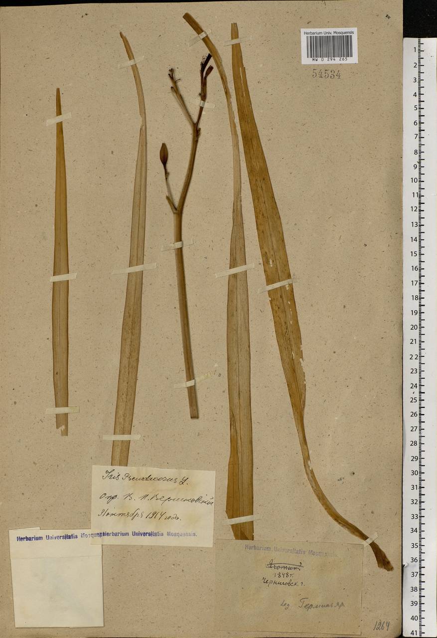 Iris pseudacorus L., Eastern Europe, North Ukrainian region (E11) (Ukraine)