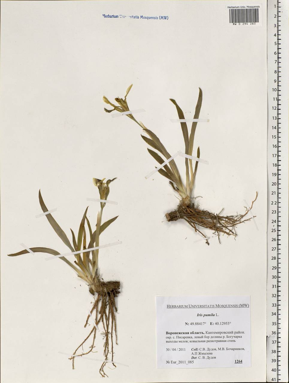 Iris pumila L., Eastern Europe, Central forest-and-steppe region (E6) (Russia)