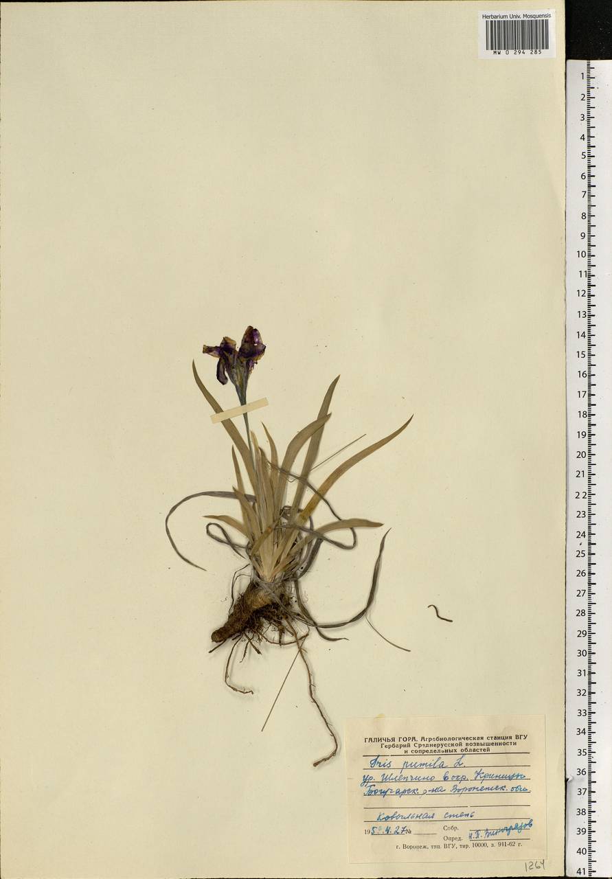 Iris pumila L., Eastern Europe, Central forest-and-steppe region (E6) (Russia)