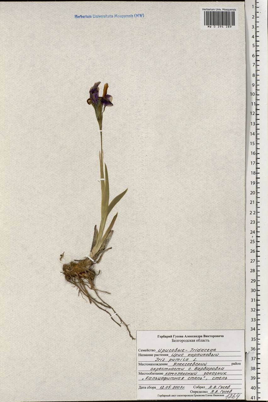 Iris pumila L., Eastern Europe, Central forest-and-steppe region (E6) (Russia)