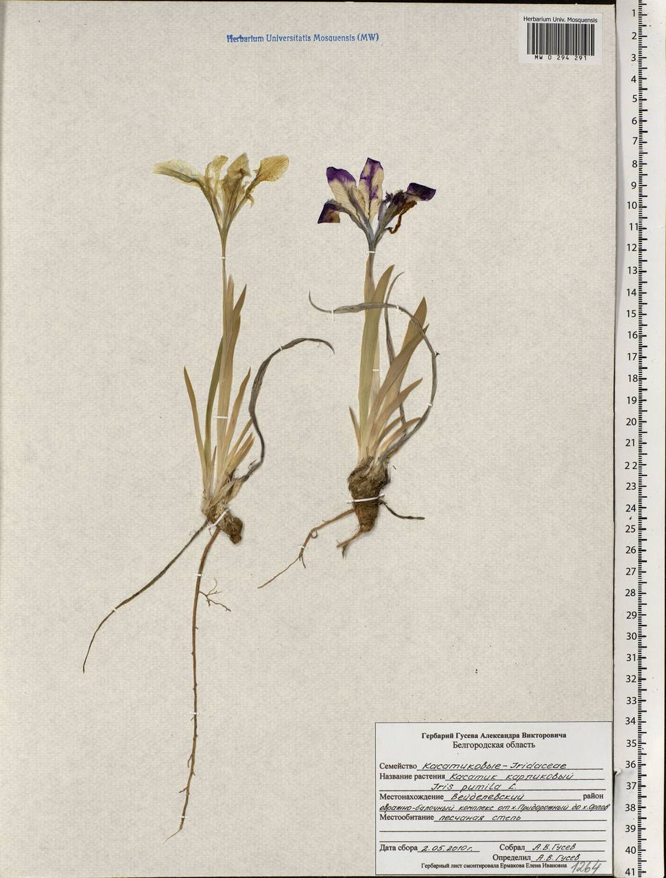 Iris pumila L., Eastern Europe, Central forest-and-steppe region (E6) (Russia)