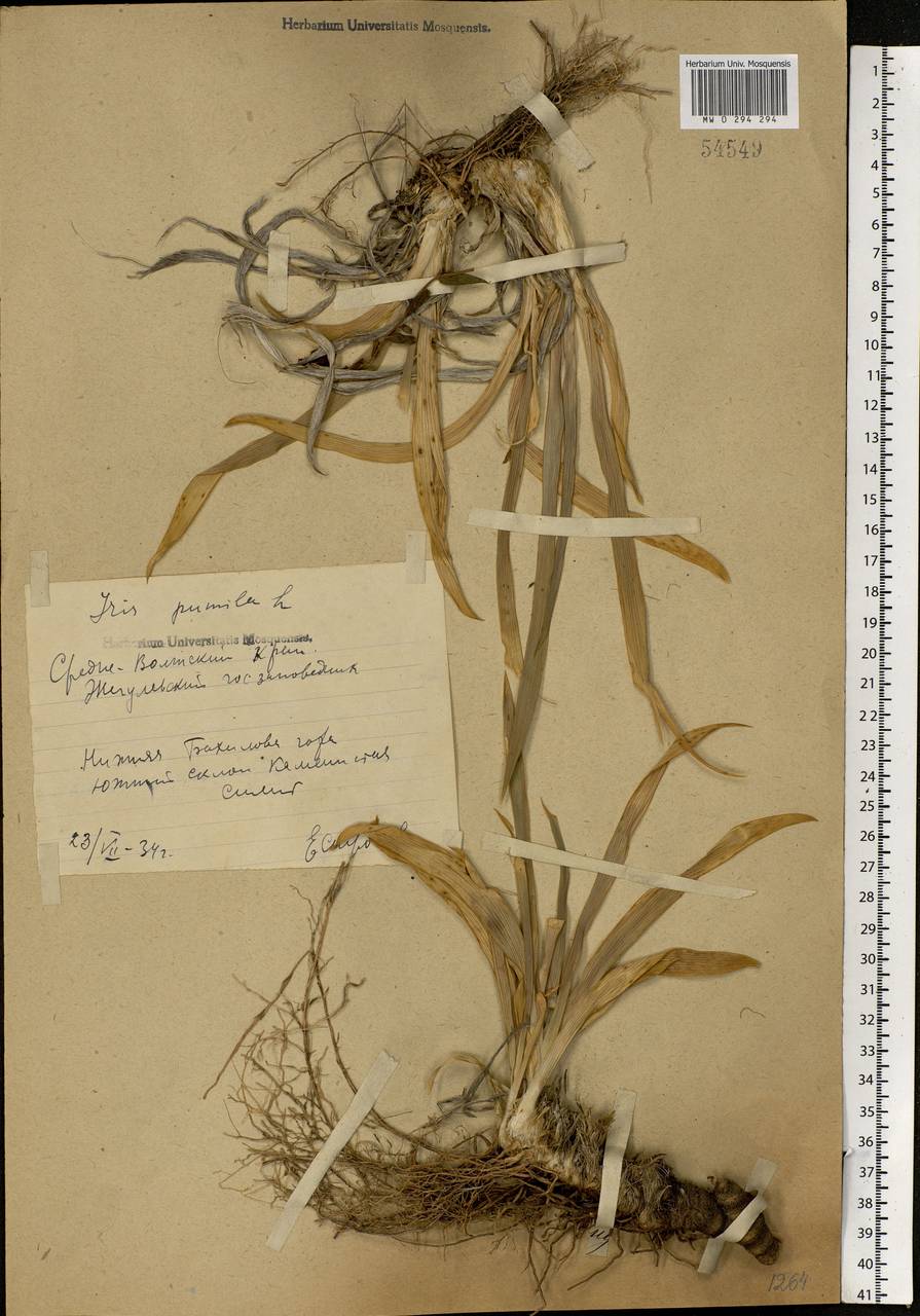 Iris pumila L., Eastern Europe, Middle Volga region (E8) (Russia)