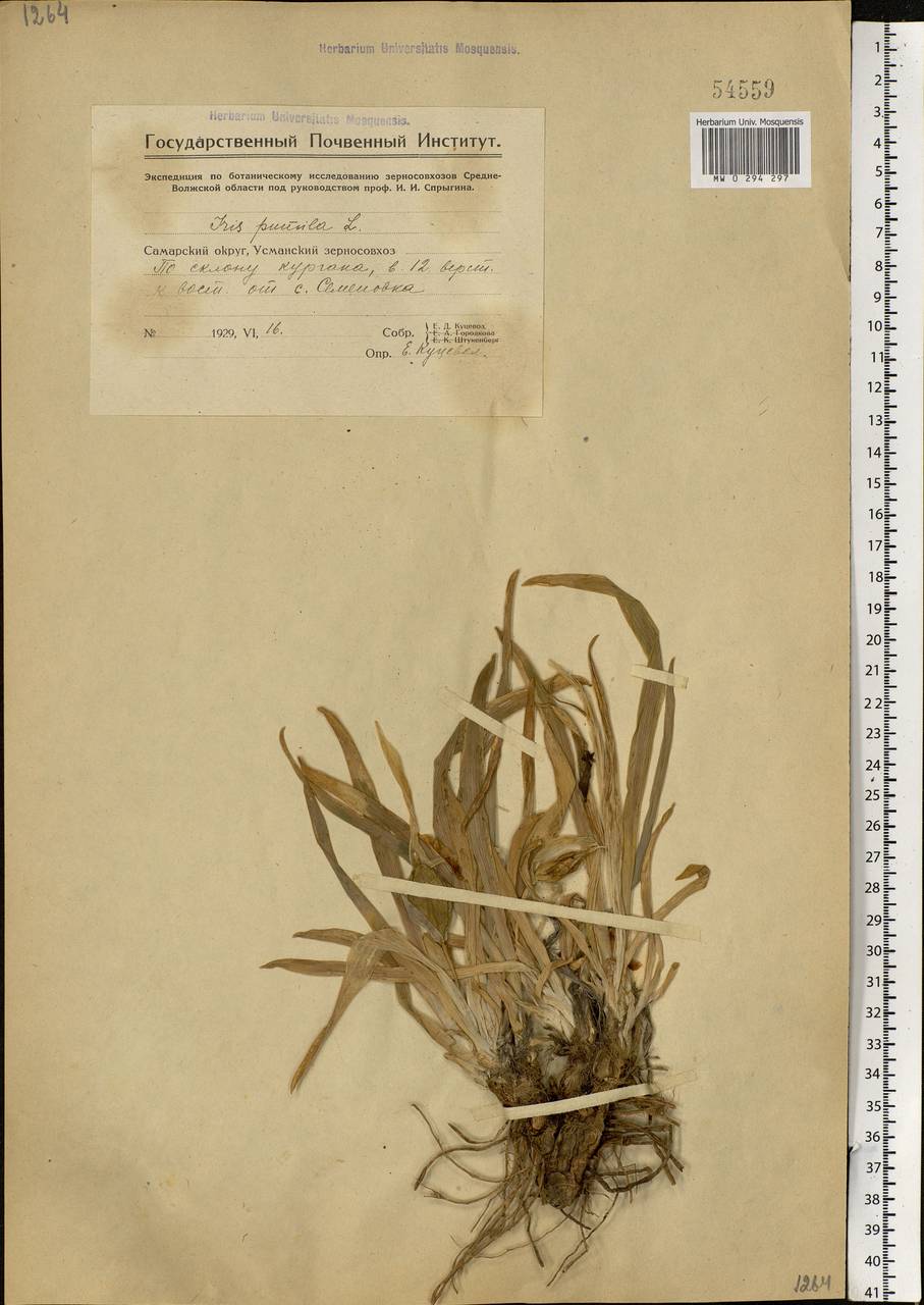 Iris pumila L., Eastern Europe, Eastern region (E10) (Russia)