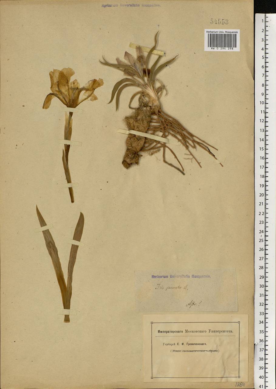 Iris pumila L., Eastern Europe, Lower Volga region (E9) (Russia)