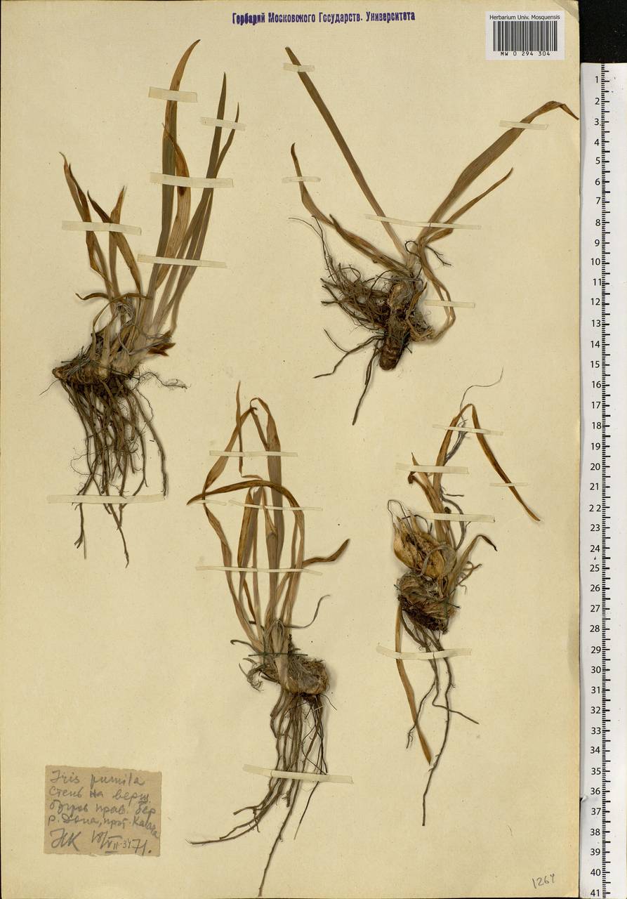 Iris pumila L., Eastern Europe, Lower Volga region (E9) (Russia)