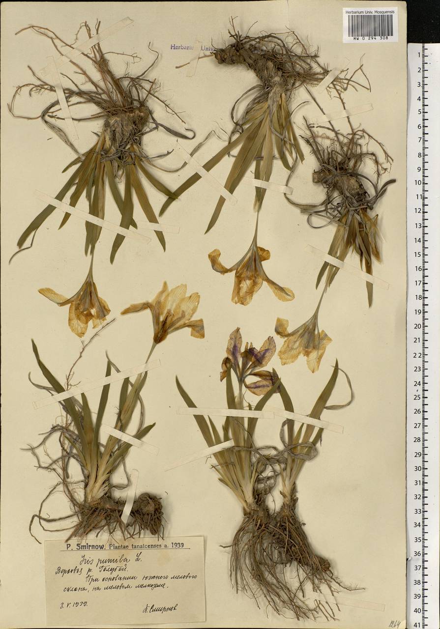 Iris pumila L., Eastern Europe, Lower Volga region (E9) (Russia)
