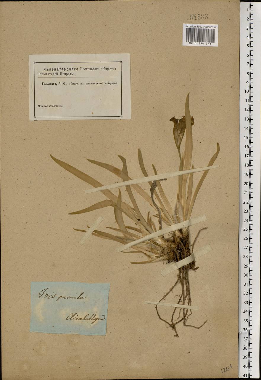 Iris pumila L., Eastern Europe, South Ukrainian region (E12) (Ukraine)