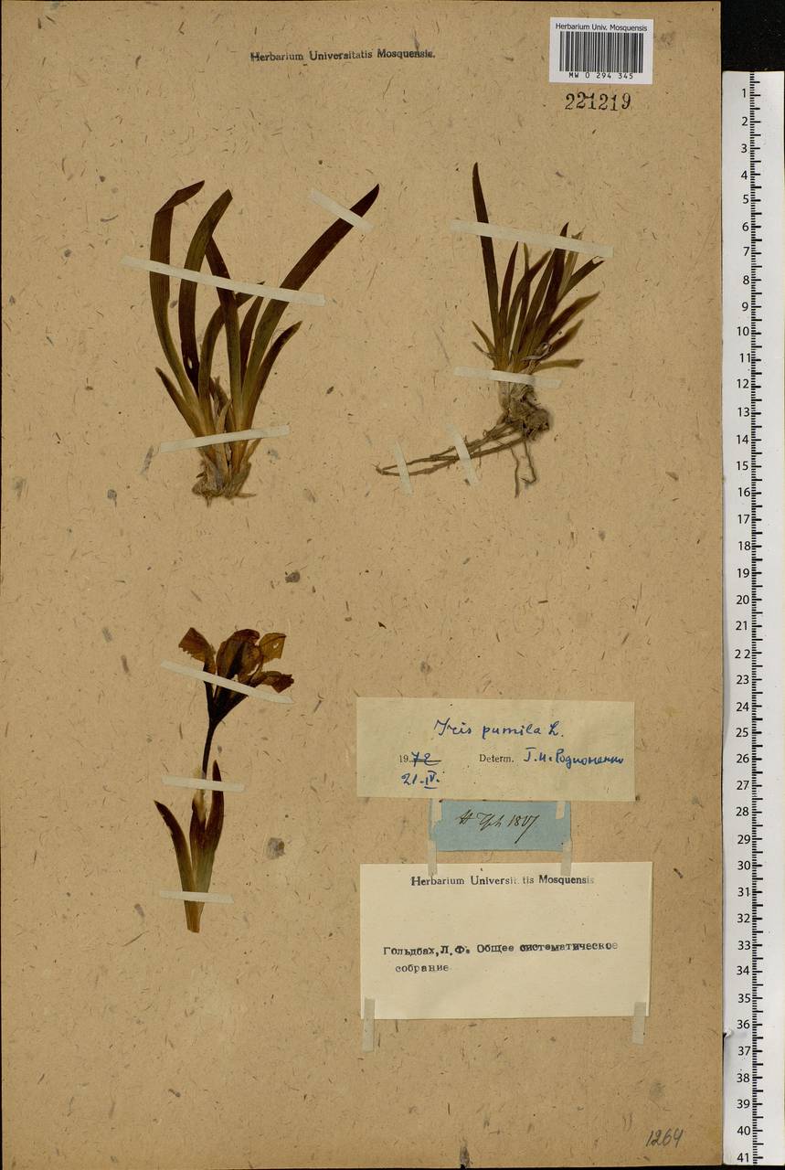 Iris pumila L., Eastern Europe, Rostov Oblast (E12a) (Russia)