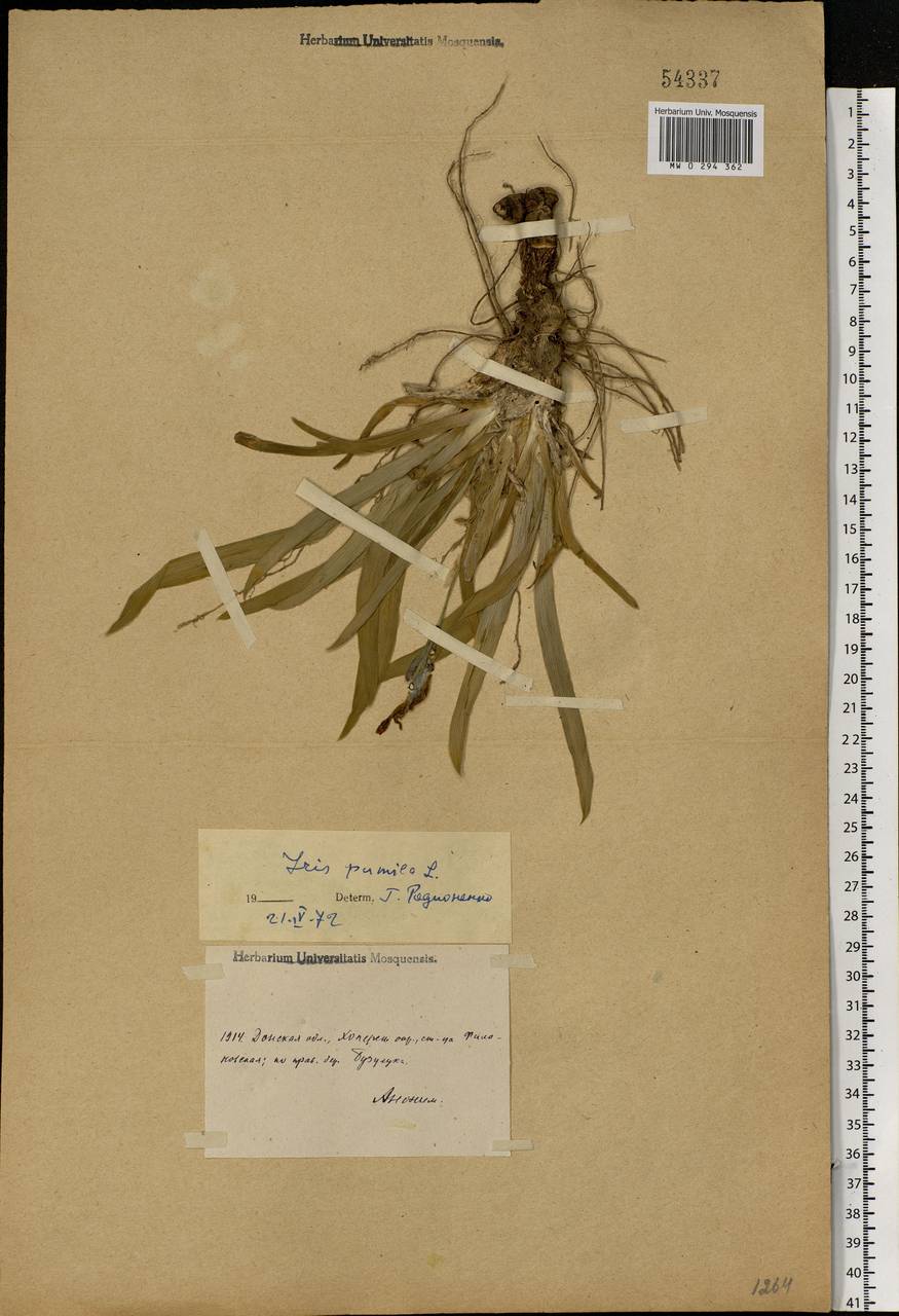 Iris pumila L., Eastern Europe, Lower Volga region (E9) (Russia)