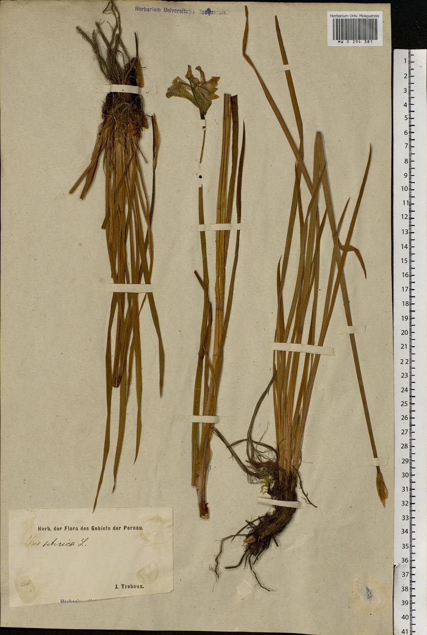 Iris sibirica L., Eastern Europe, Estonia (E2c) (Estonia)