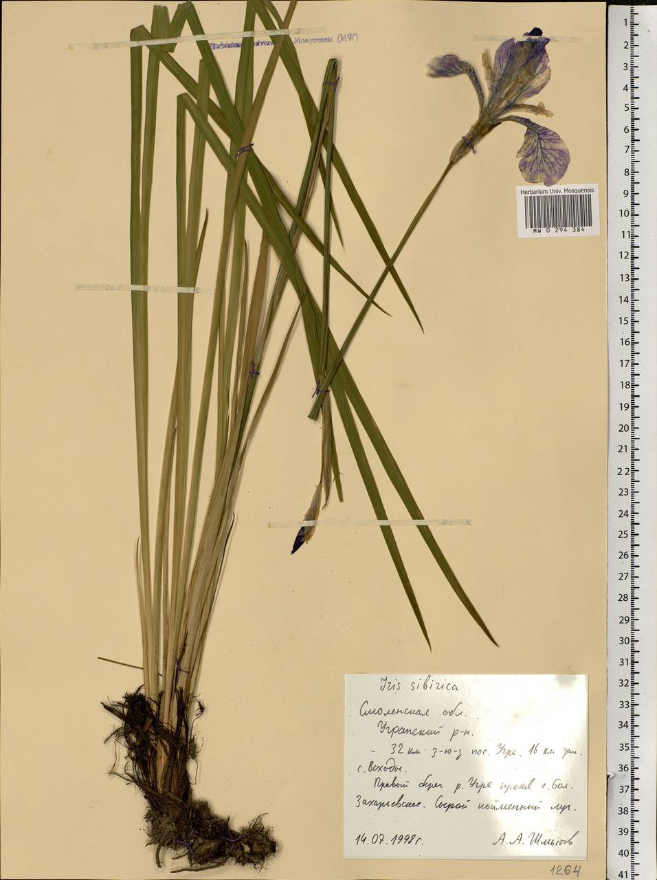 Iris sibirica L., Eastern Europe, Western region (E3) (Russia)