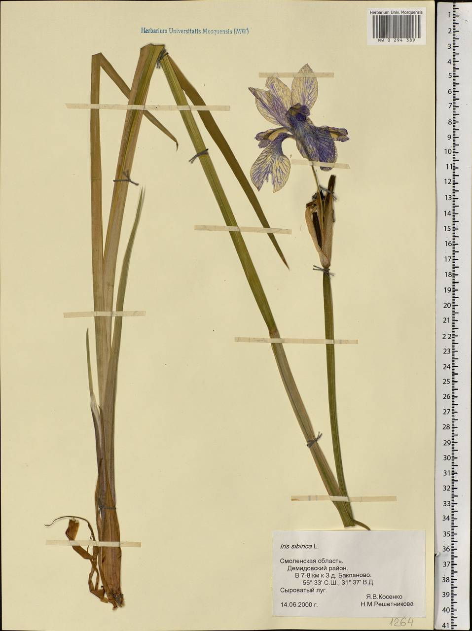 Iris sibirica L., Eastern Europe, Western region (E3) (Russia)