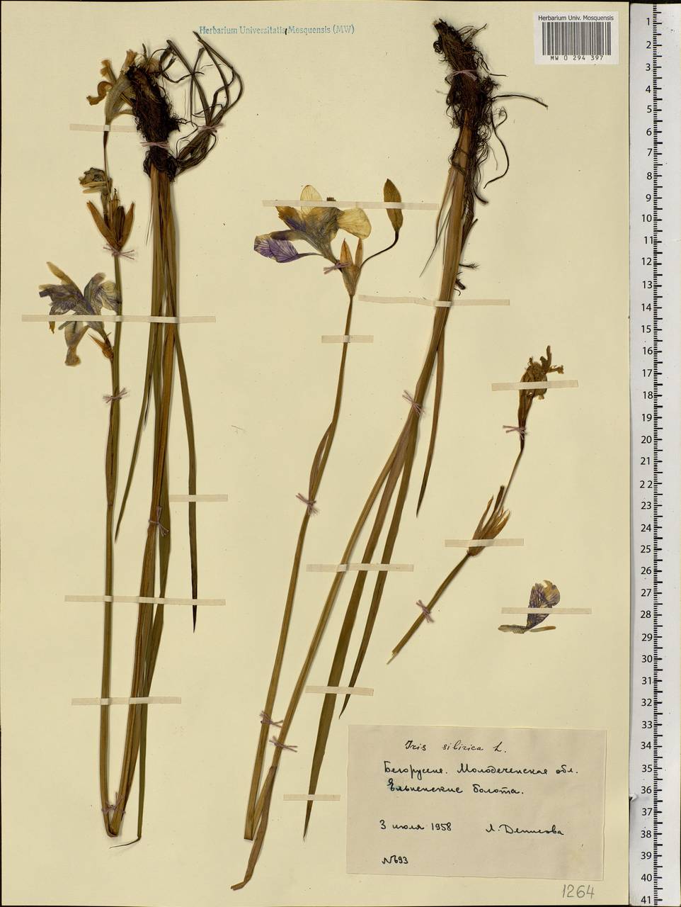 Iris sibirica L., Eastern Europe, Belarus (E3a) (Belarus)