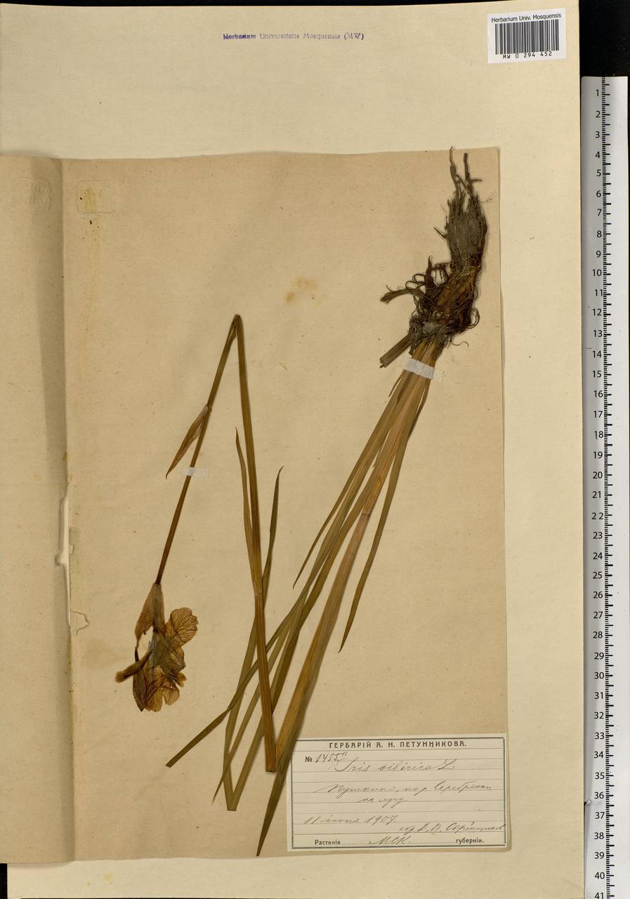 Iris sibirica L., Eastern Europe, Moscow region (E4a) (Russia)