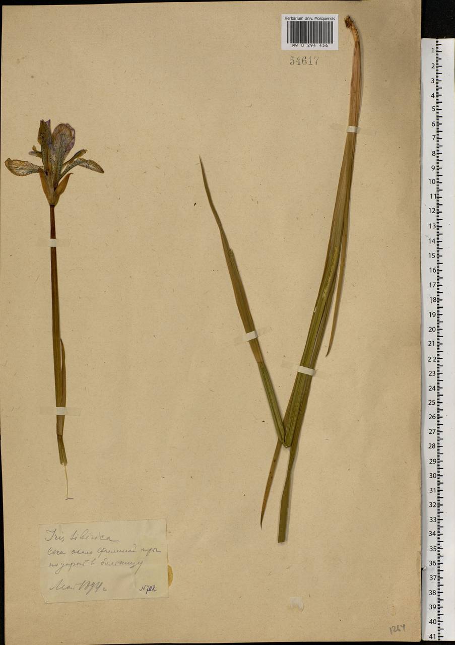 Iris sibirica L., Eastern Europe, Moscow region (E4a) (Russia)
