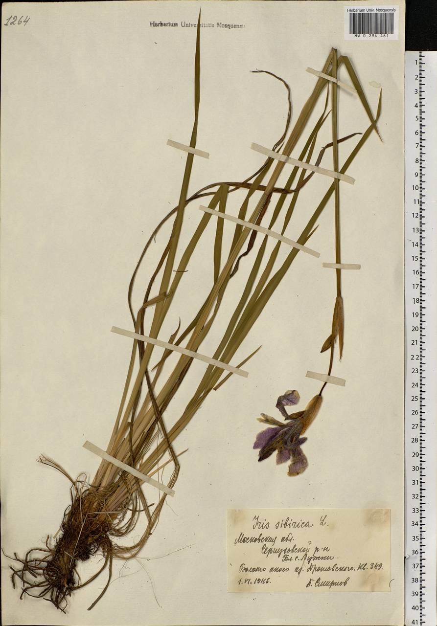 Iris sibirica L., Eastern Europe, Moscow region (E4a) (Russia)