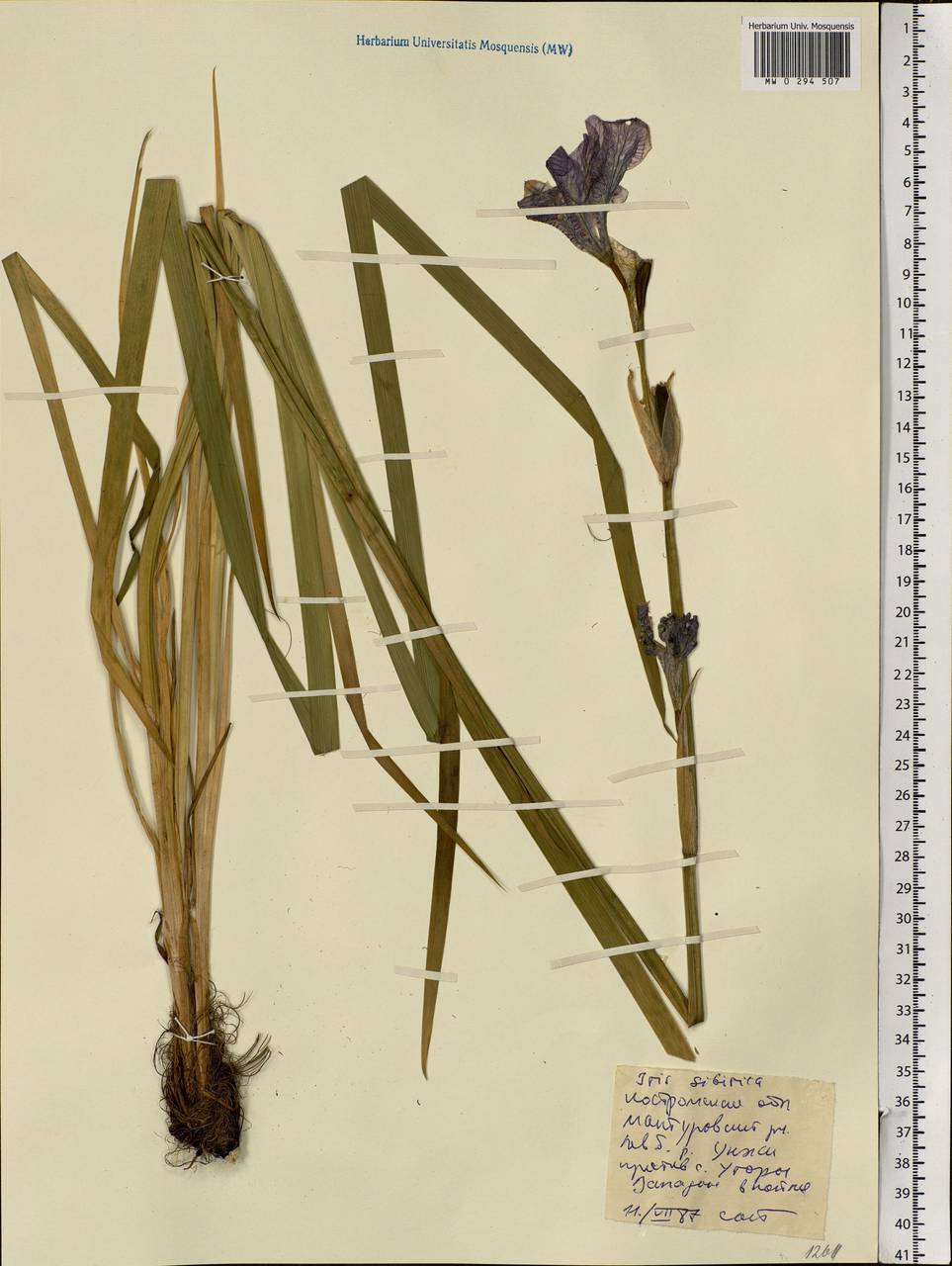 Iris sibirica L., Eastern Europe, Central forest region (E5) (Russia)