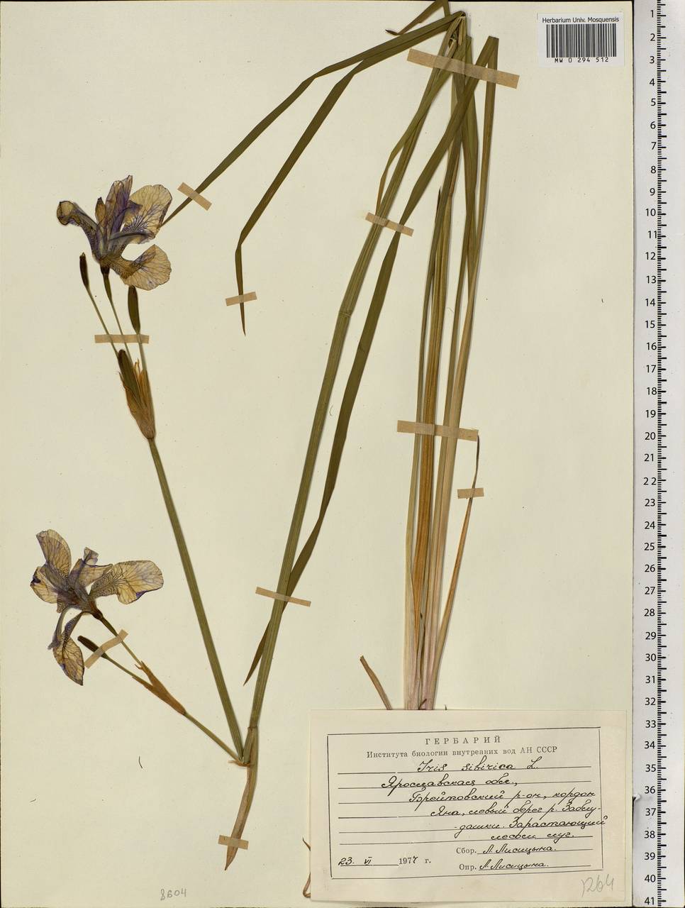 Iris sibirica L., Eastern Europe, Central forest region (E5) (Russia)