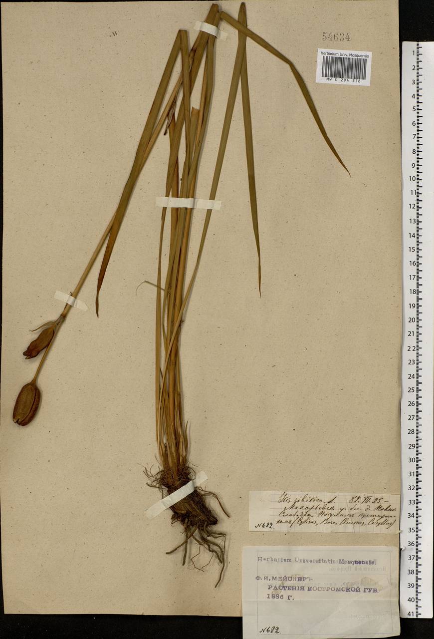 Iris sibirica L., Eastern Europe, Central forest region (E5) (Russia)