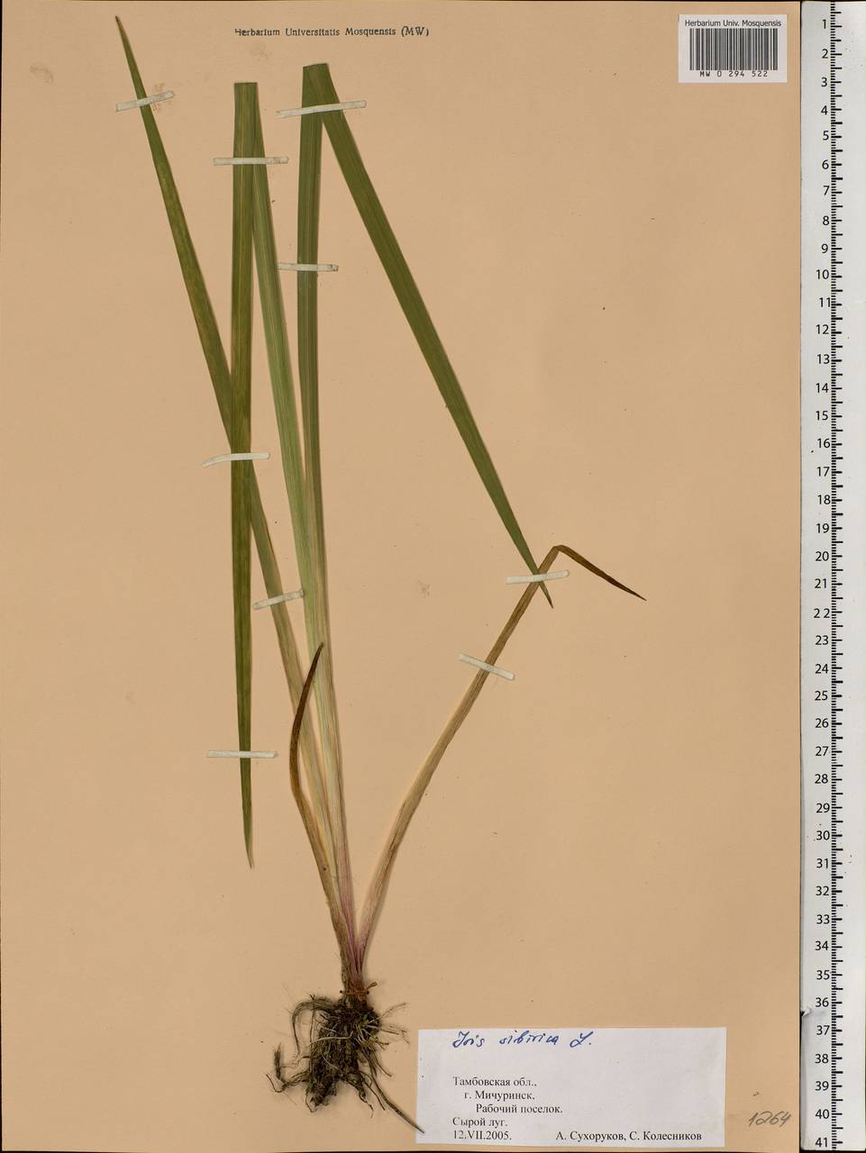 Iris sibirica L., Eastern Europe, Central forest-and-steppe region (E6) (Russia)