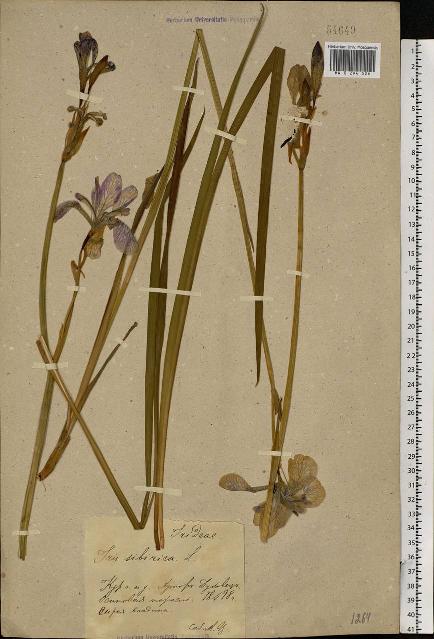 Iris sibirica L., Eastern Europe, Central forest-and-steppe region (E6) (Russia)