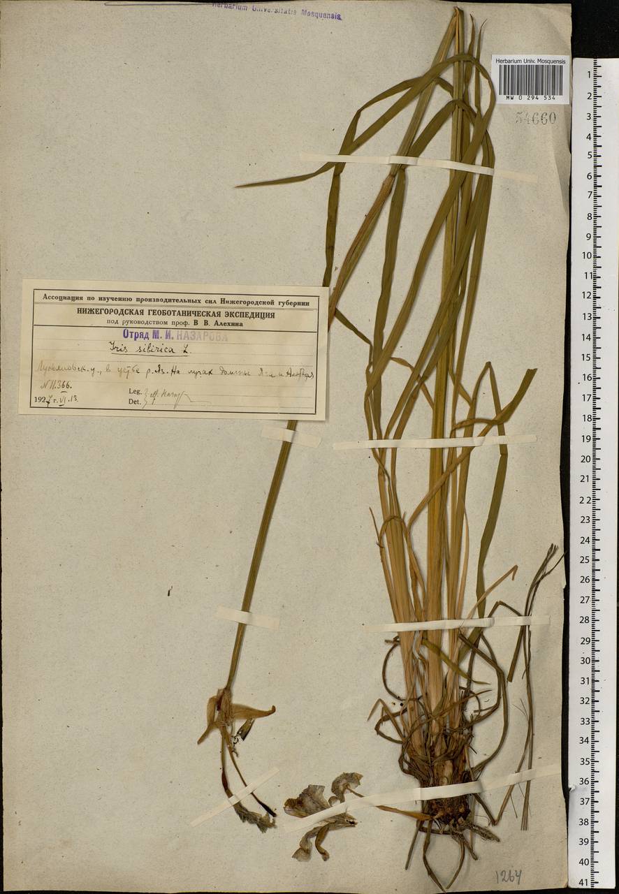 Iris sibirica L., Eastern Europe, Middle Volga region (E8) (Russia)