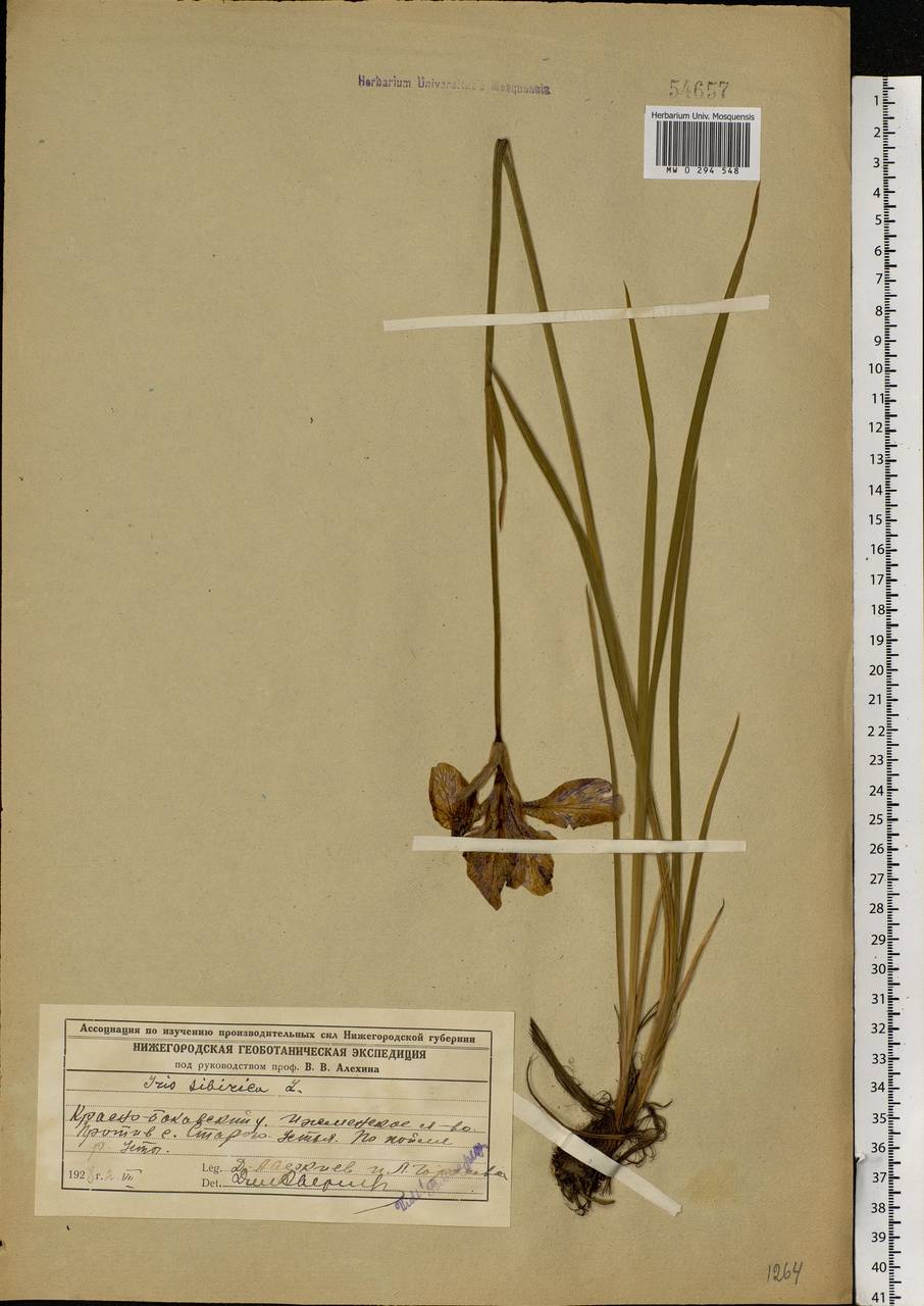 Iris sibirica L., Eastern Europe, Volga-Kama region (E7) (Russia)