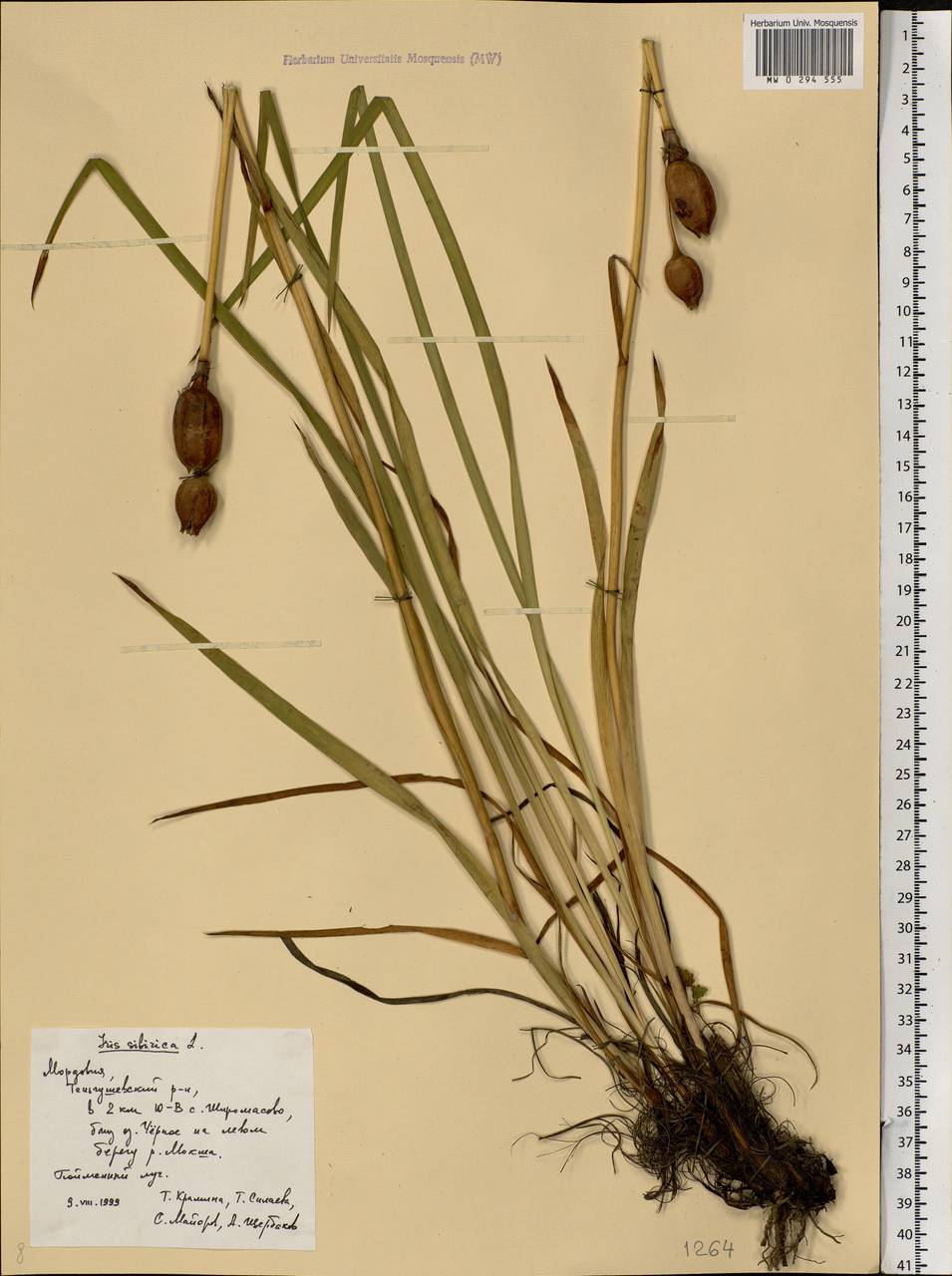 Iris sibirica L., Eastern Europe, Middle Volga region (E8) (Russia)