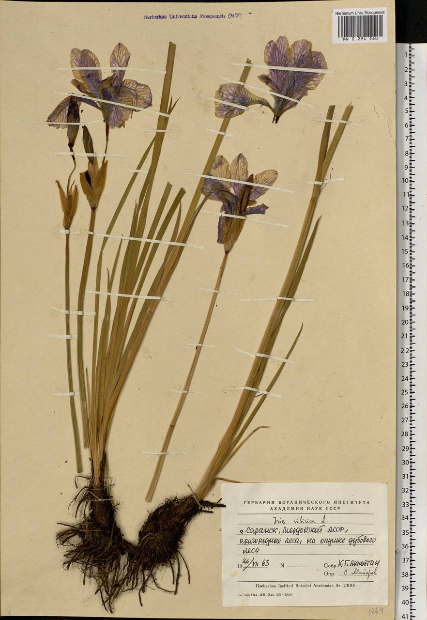Iris sibirica L., Eastern Europe, Middle Volga region (E8) (Russia)
