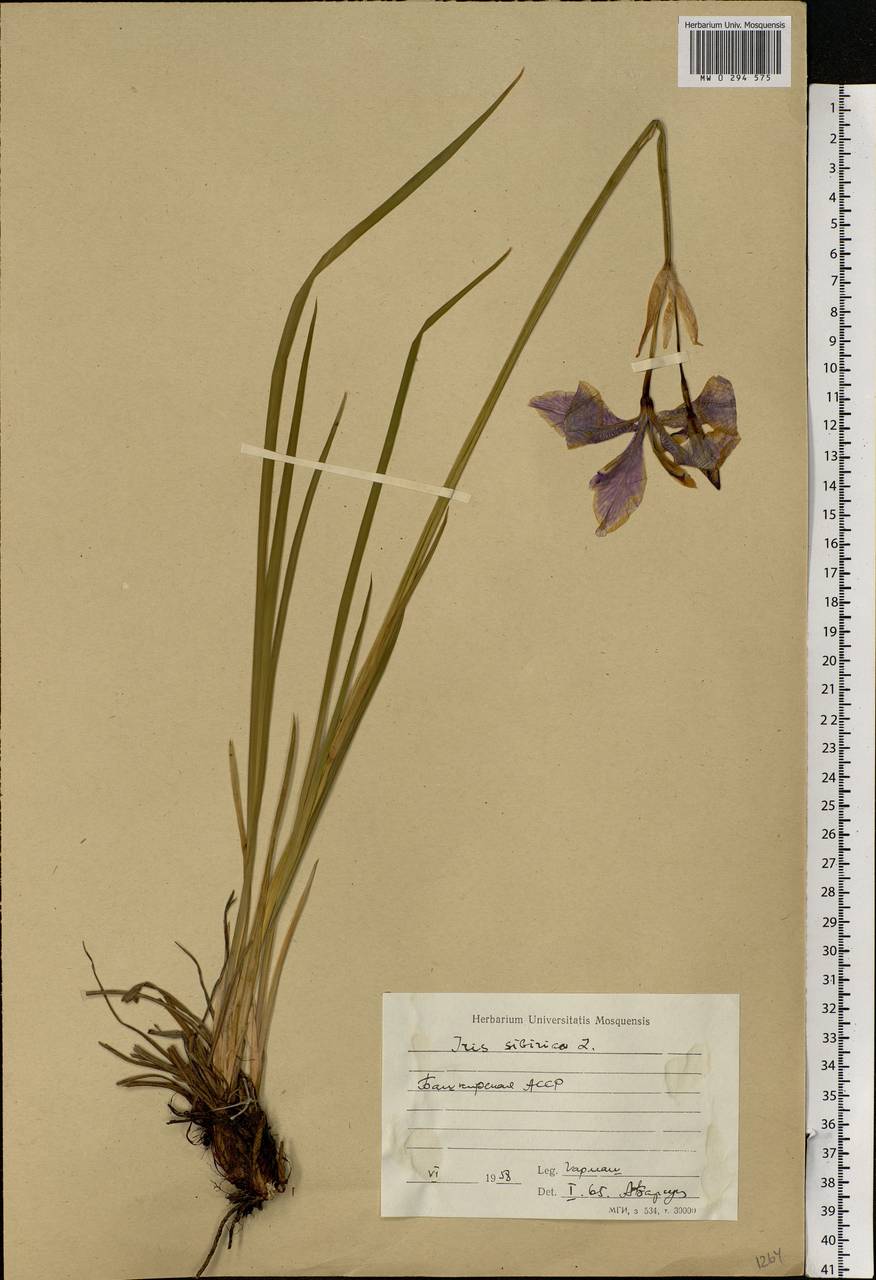 Iris sibirica L., Eastern Europe, Eastern region (E10) (Russia)