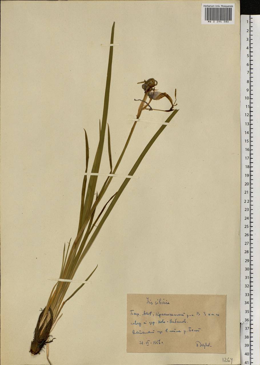 Iris sibirica L., Eastern Europe, Eastern region (E10) (Russia)