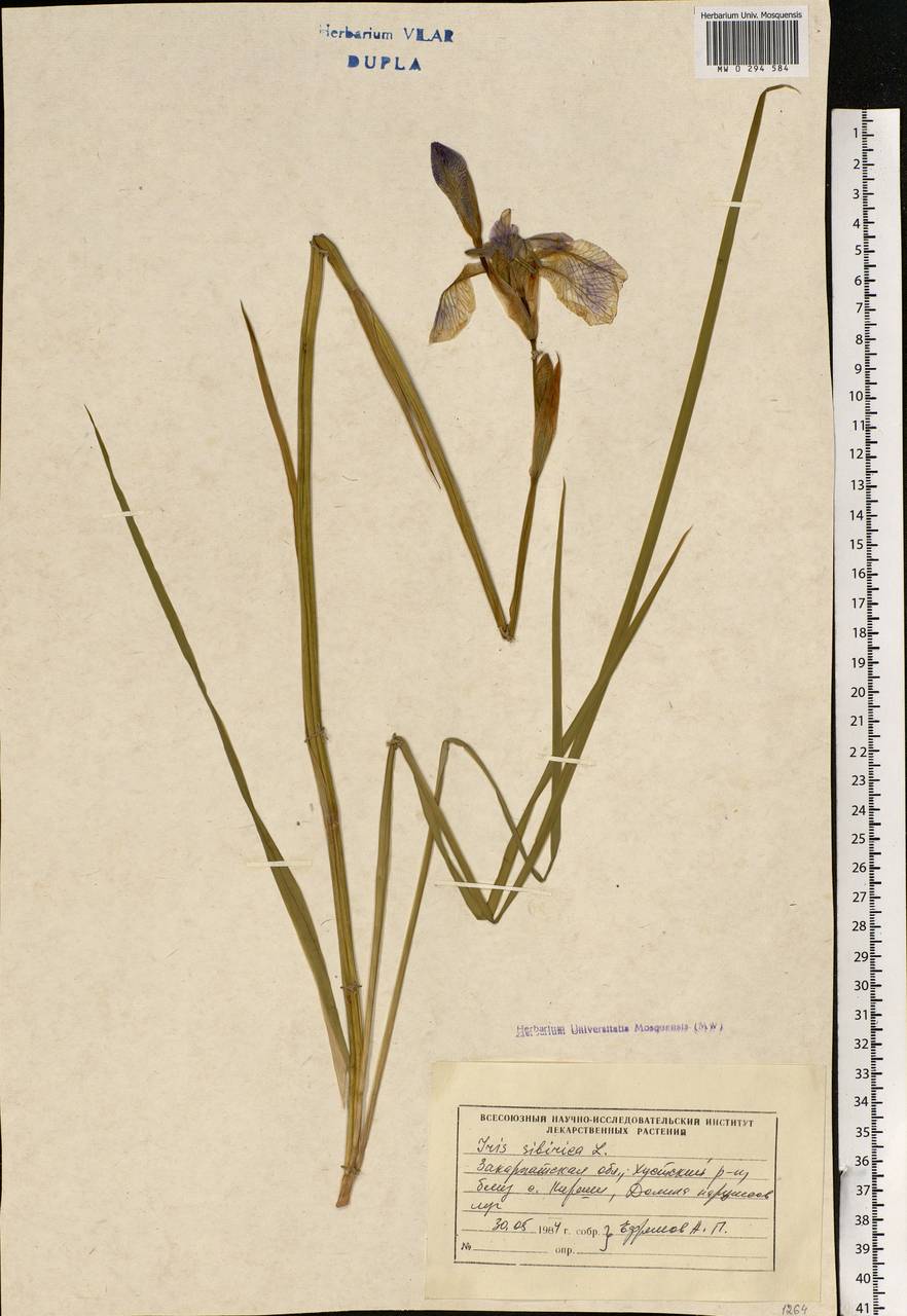 Iris sibirica L., Eastern Europe, West Ukrainian region (E13) (Ukraine)