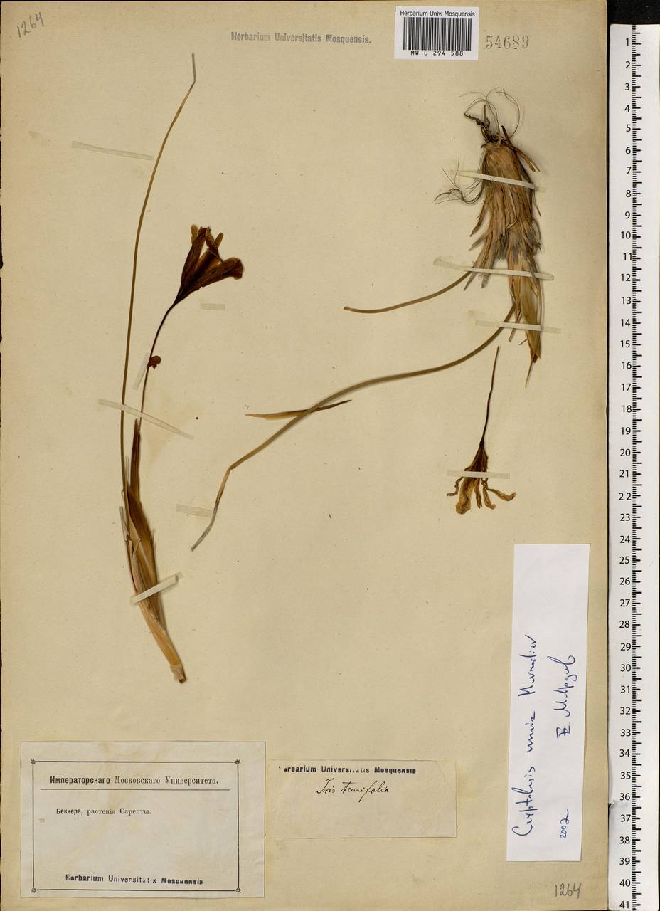 Iris tenuifolia Pall., Eastern Europe, Lower Volga region (E9) (Russia)