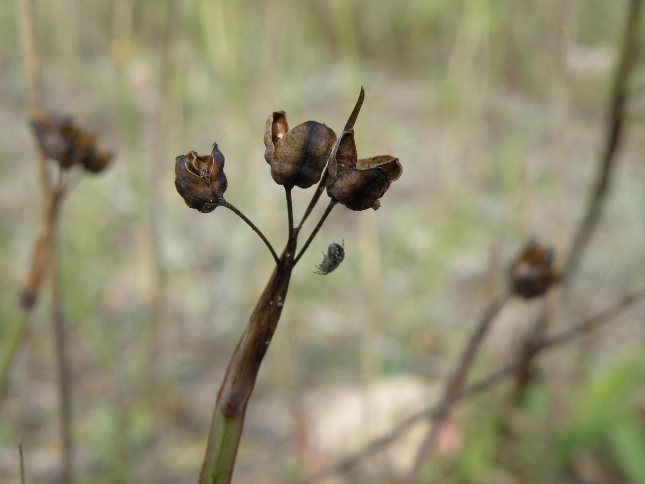 Sisyrinchium montanum Greene, Eastern Europe, Central region (E4) (Russia)