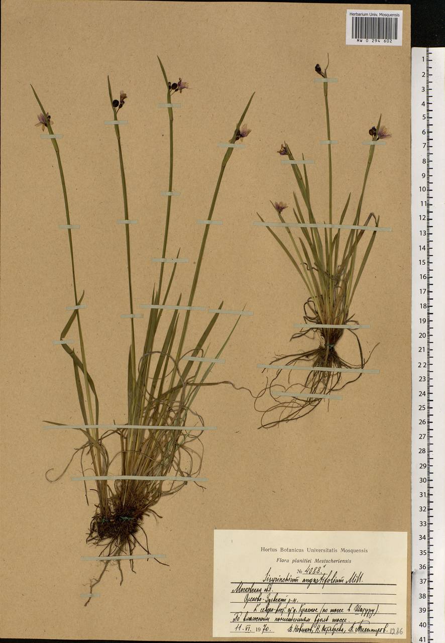 Sisyrinchium montanum Greene, Eastern Europe, Moscow region (E4a) (Russia)