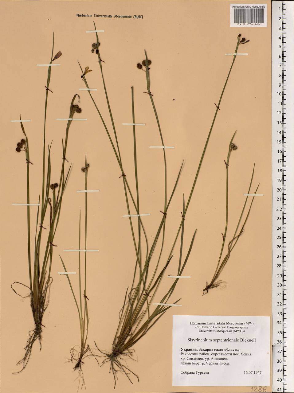 Sisyrinchium montanum Greene, Eastern Europe, West Ukrainian region (E13) (Ukraine)