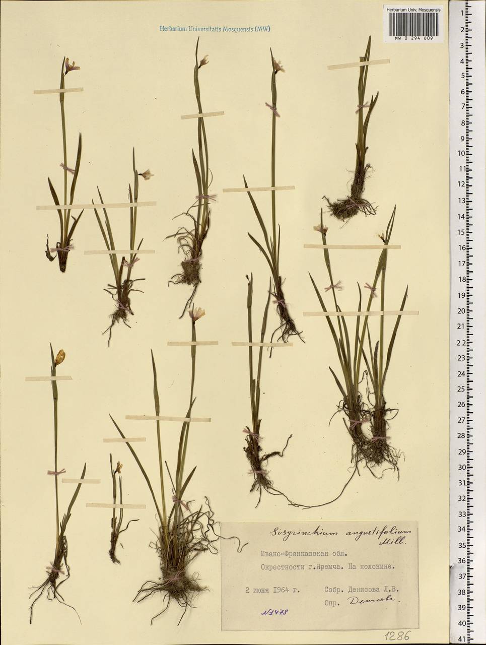 Sisyrinchium montanum Greene, Eastern Europe, West Ukrainian region (E13) (Ukraine)