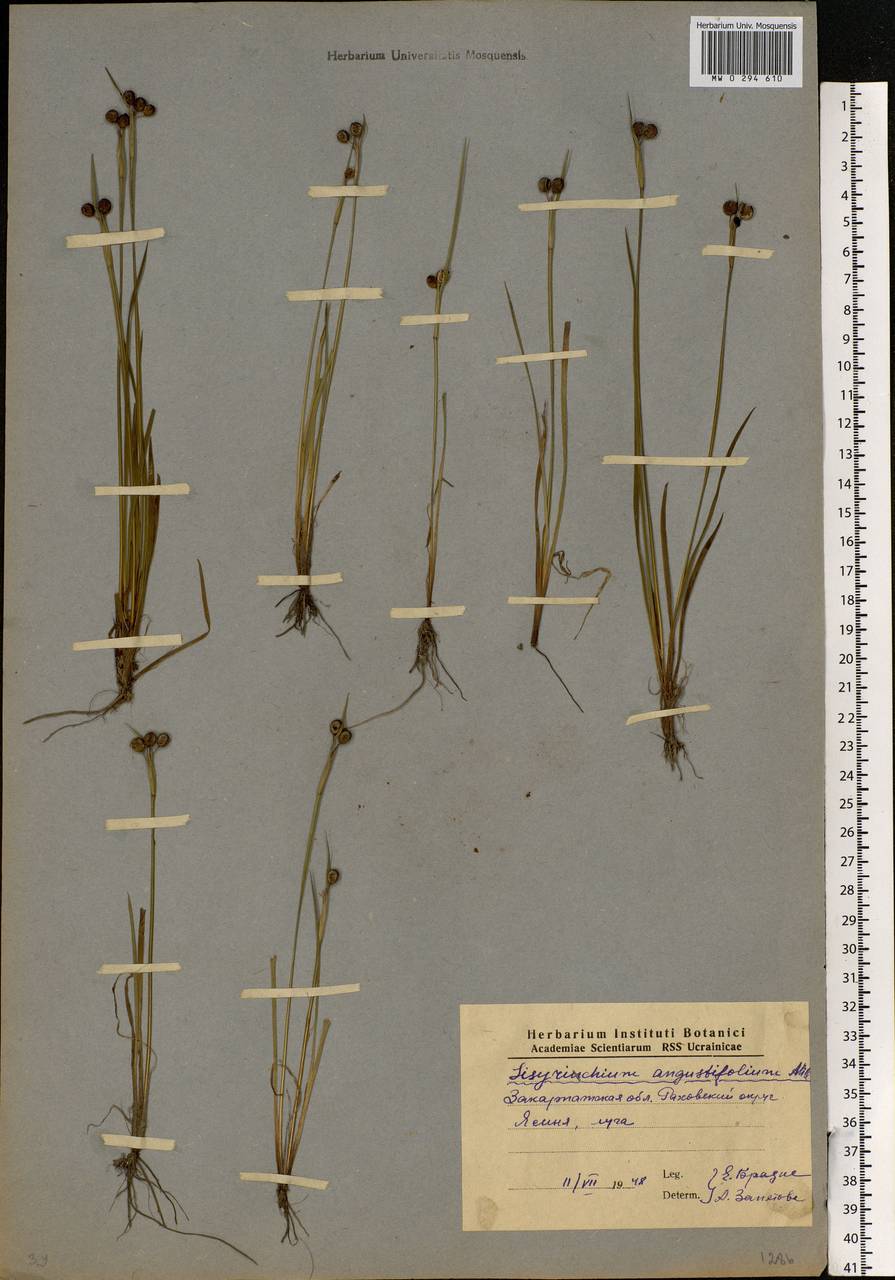 Sisyrinchium montanum Greene, Eastern Europe, West Ukrainian region (E13) (Ukraine)