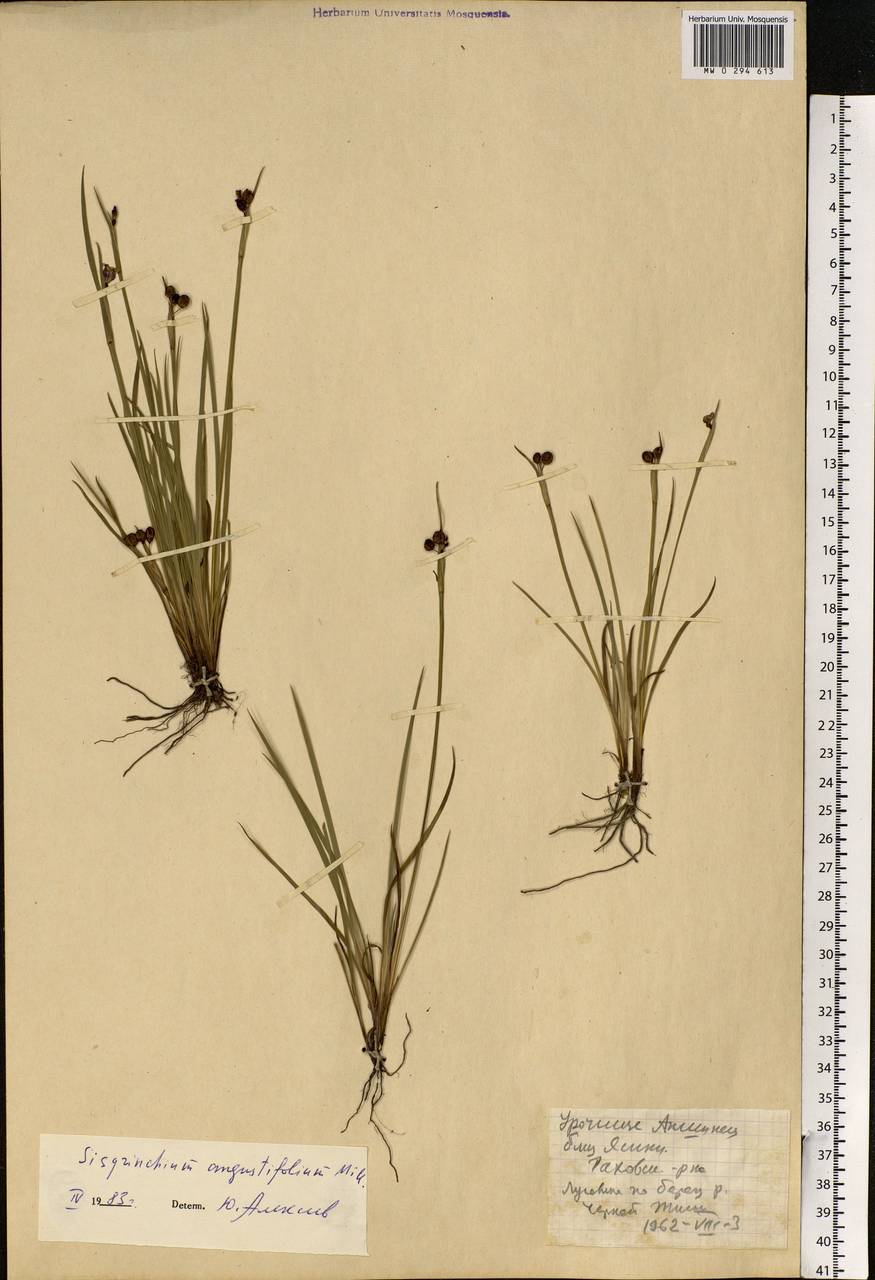 Sisyrinchium montanum Greene, Eastern Europe, West Ukrainian region (E13) (Ukraine)