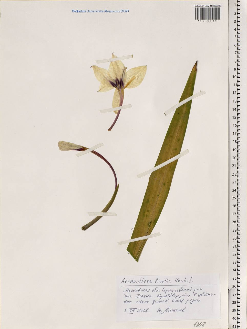 Gladiolus murielae Kelway, Eastern Europe, Moscow region (E4a) (Russia)