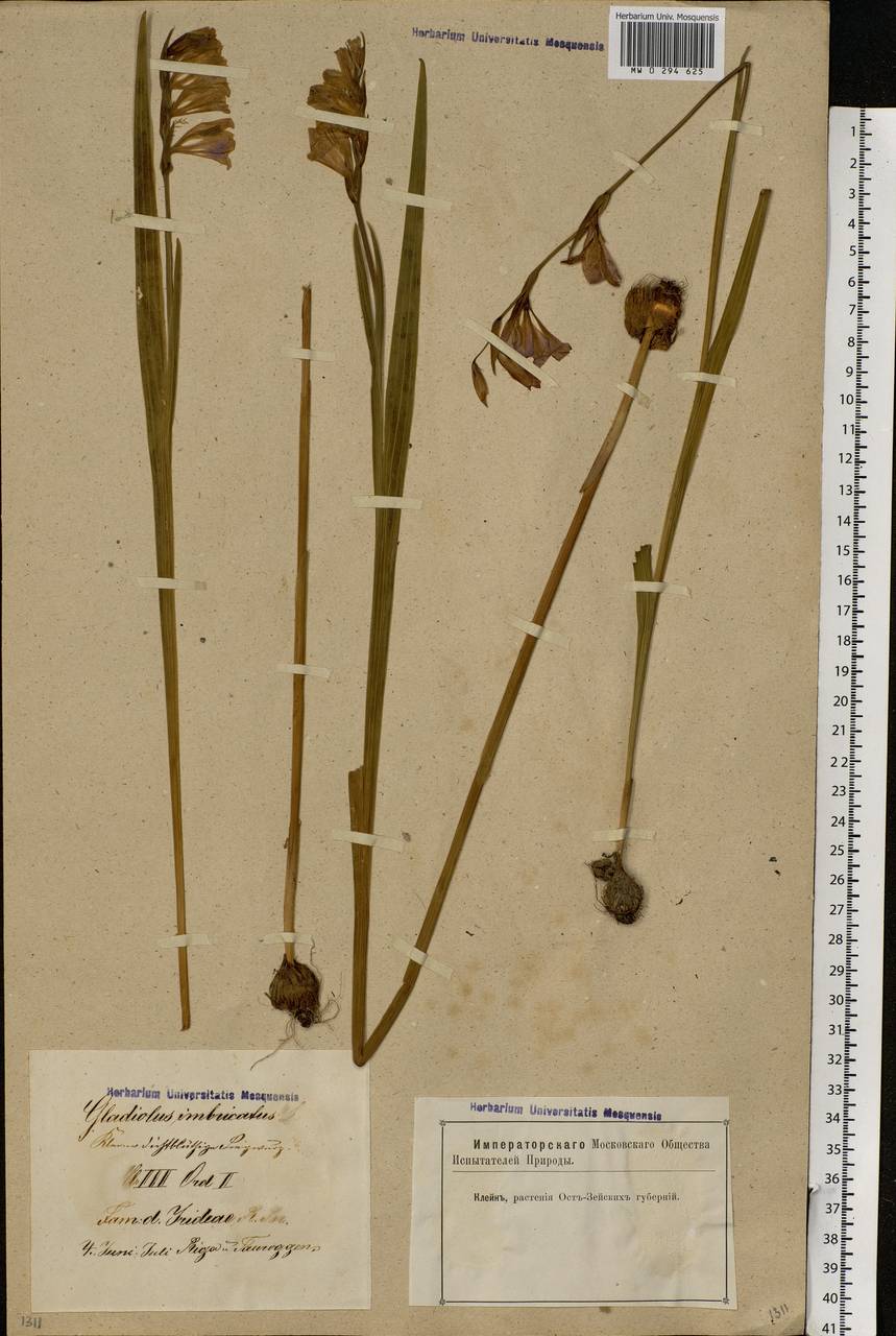 Gladiolus imbricatus L., Eastern Europe, Latvia (E2b) (Latvia)