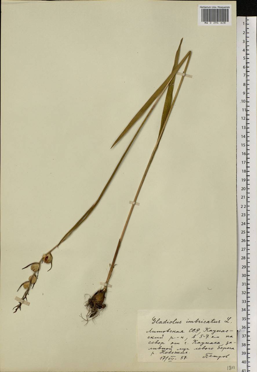 Gladiolus imbricatus L., Eastern Europe, Lithuania (E2a) (Lithuania)