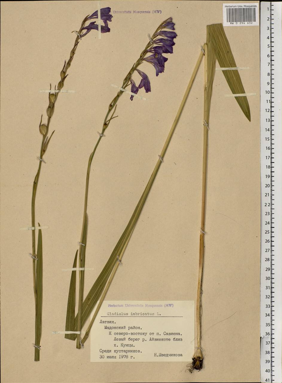 Gladiolus imbricatus L., Eastern Europe, Latvia (E2b) (Latvia)