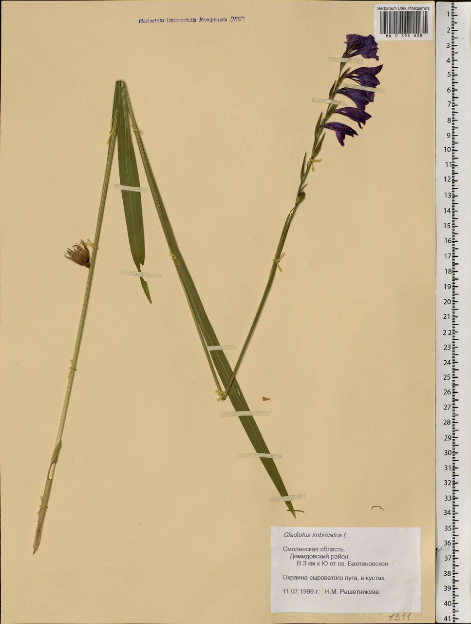 Gladiolus imbricatus L., Eastern Europe, Western region (E3) (Russia)