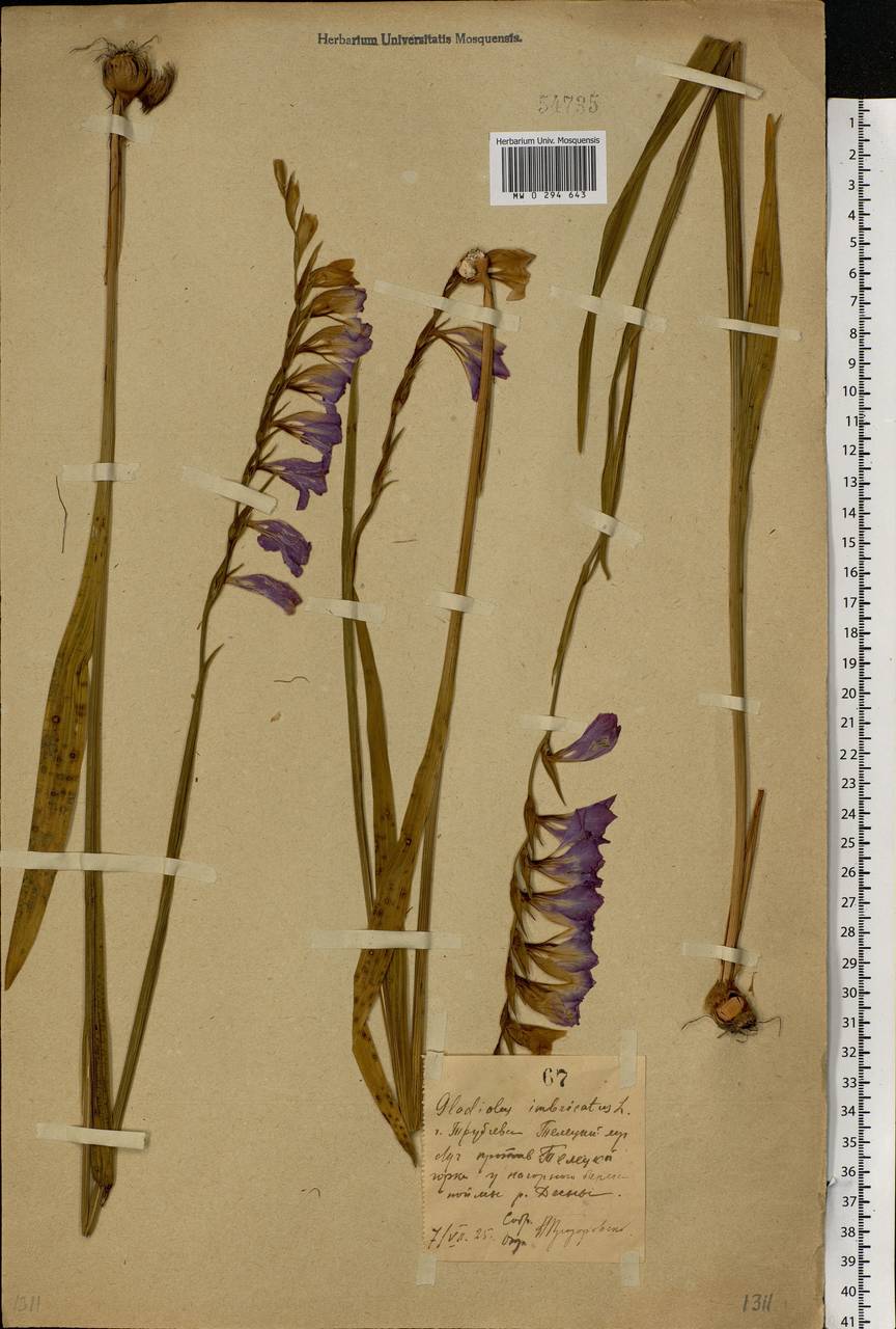 Gladiolus imbricatus L., Eastern Europe, Western region (E3) (Russia)