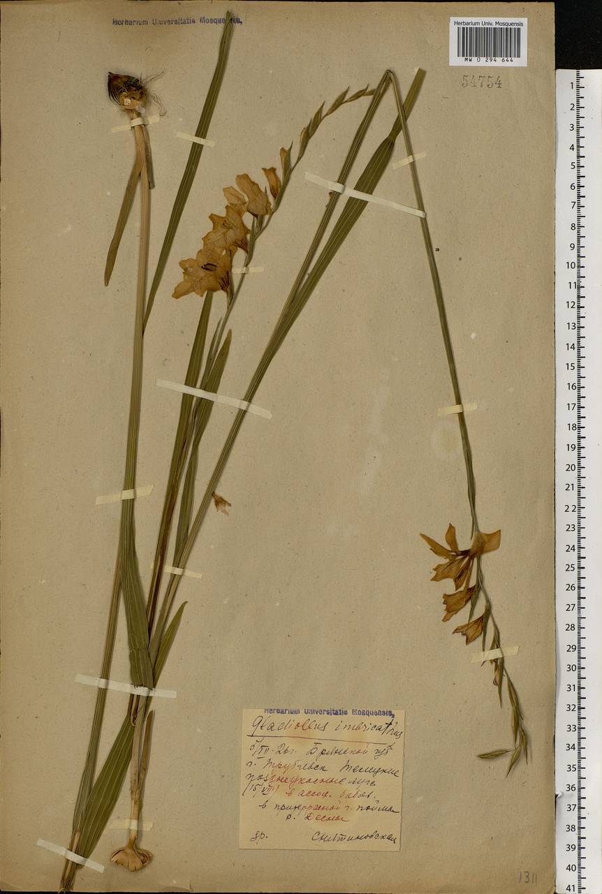 Gladiolus imbricatus L., Eastern Europe, Western region (E3) (Russia)