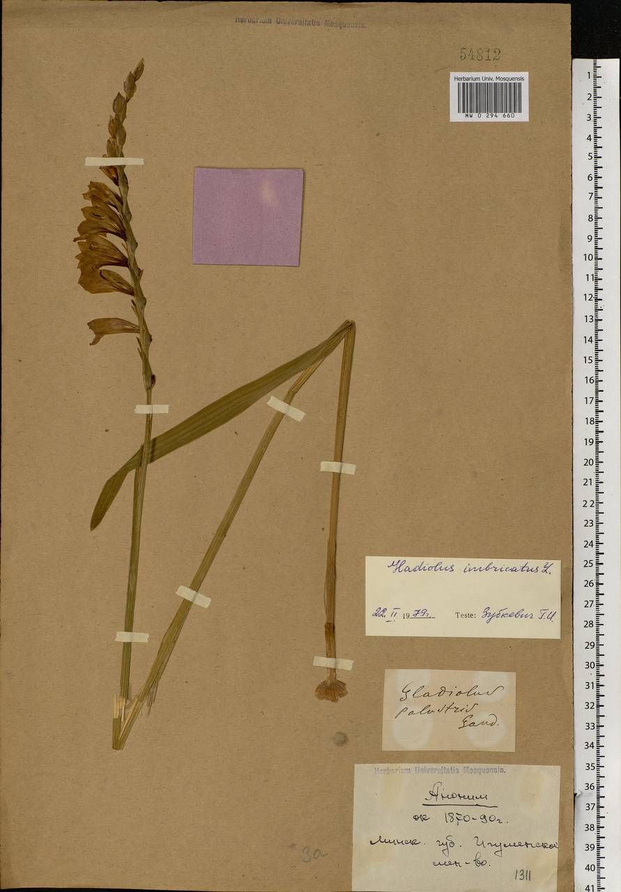 Gladiolus imbricatus L., Eastern Europe, Belarus (E3a) (Belarus)